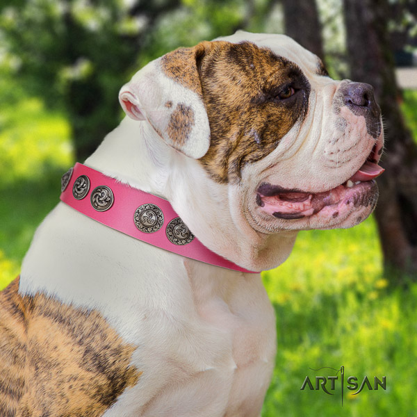 American Bulldog daily walking full grain leather collar with decorations for your four-legged friend