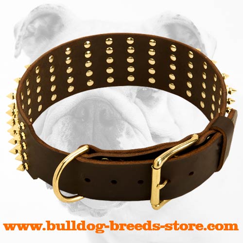 Gorgeous Leather Bulldog Collar with Brass Buckle