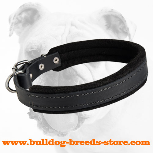 Training Leather Bulldog Collar with Thick Felt Padding