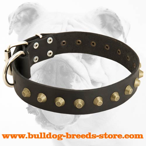 Gorgeous Wide Leather Bulldog Collar with Pyramids