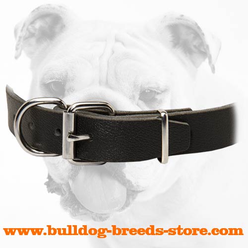 Nickel Plated Fittings of Leather Bulldog Collar