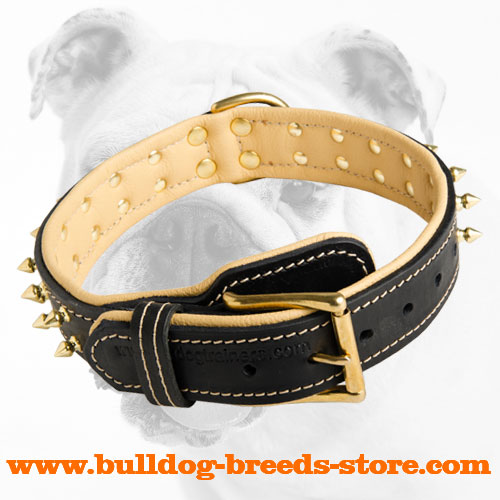 Designer Leather Bulldog Collar
