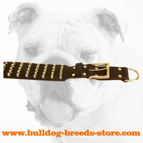 Brass Spikes and Buckle on Walking Leather Bulldog Collar