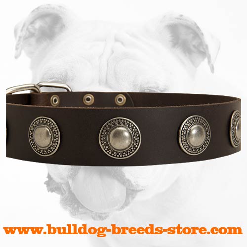 Leather Bulldog Collar with Conchos for Stylish Walking