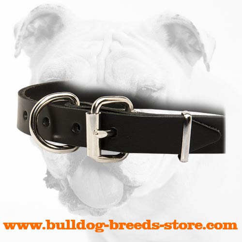 Steel Nickel Plated Buckle of Walking Leather Bulldog Collar