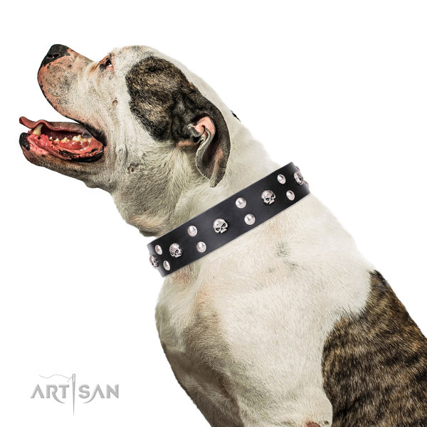 Bulldog handmade genuine leather dog collar for stylish walking