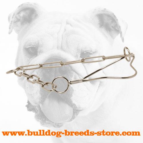 High Quality Chrome Plated Bulldog Show Collar