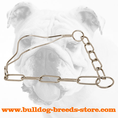 Chrome Plated Show Bulldog Collar with Fur Saving Links