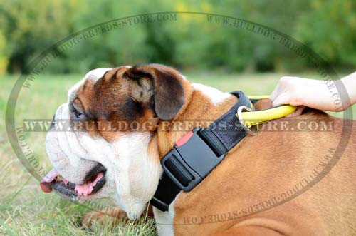 Training Nylon Dog Collar for English Bulldog with Quick Release Buckle