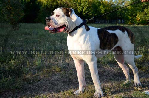 Adjustable Braided Leather American Bulldog Collar