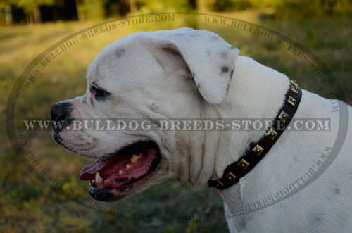 Hand-Decorated Walking Leather Bulldog Collar