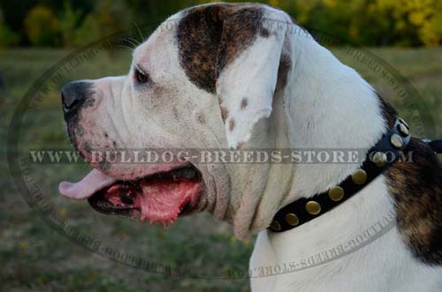 Hand-Decorated Leather American Bulldog Collar with Circles
