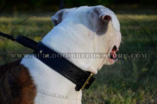 Multifunctional Leather American Bulldog Collar with Soft Handle