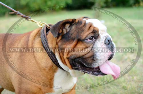 Top Quality Walking Leather English Bulldog Collar with Braided Decorations
