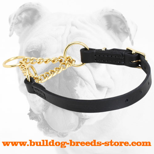 Leather Martingale Bulldog Collar with Brass Part