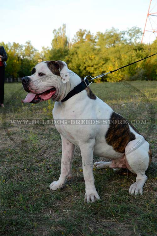 Wide Water Resistant Training Nylon Bulldog Collar