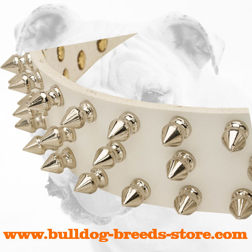 Spikes on Walking White Leather Bulldog Collar