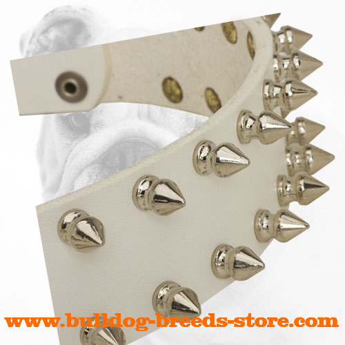 Nickel Spikes on Walking White Leather Bulldog Collar