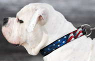 Leather Designer Collar for American Bulldog