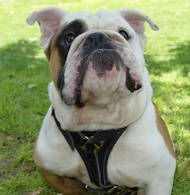 British BulldogWalking dog harness