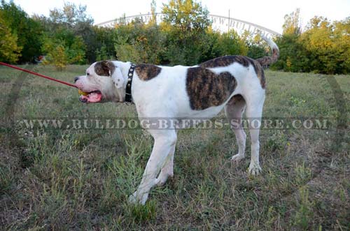 Training Solid Rubber American Bulldog Ball