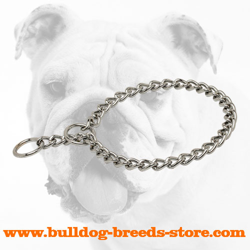 Walking Chrome Plated Bulldog Choke Collar