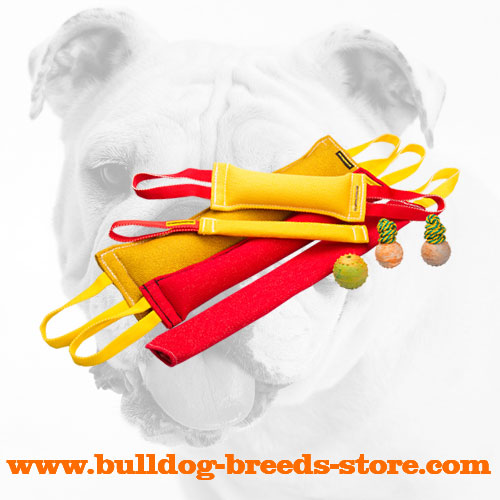 Training French Linen Bulldog Bite Tugs