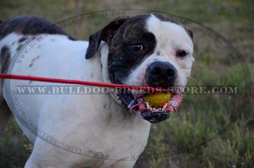 Training American Bulldog Ball on String