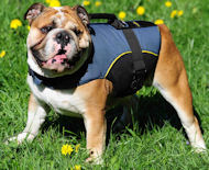Lightweight All Weather Nylon Bulldog Vest with Handle