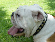 english bulldog dog collar