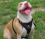 Durable and Fashionable leather dog harness for Bulldogs