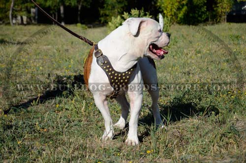 Studded Durable Walking Leather American Bulldog Harness