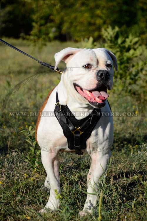 Top Quality Leather Dog Harness for Bulldog