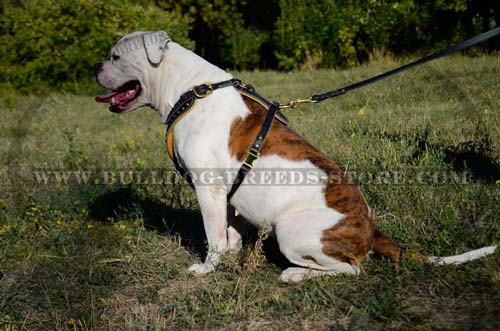 Top Quality Walking Leather Bulldog Harness