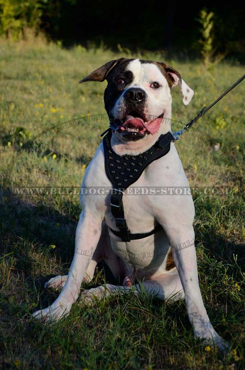 Padded Easy Adjustable Leather American Bulldog Harness with Spikes