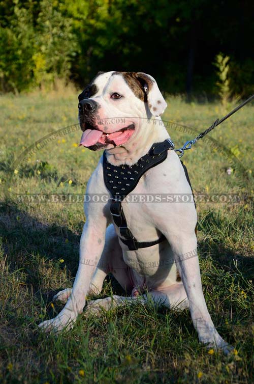 Durable Bulldog Leather Dog Harness