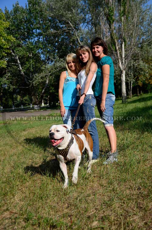 Training Studded Leather American Bulldog Harness