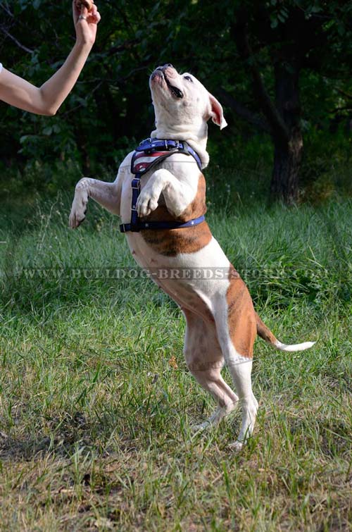 Strong Designer Leather Dog Harness for Bulldog