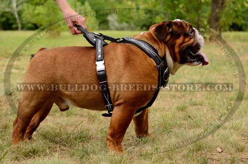 Training Leather Dog Harness for Bulldog with Barbed Wire Painting