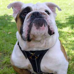 Comfortable Padded Leather Bulldog Harness