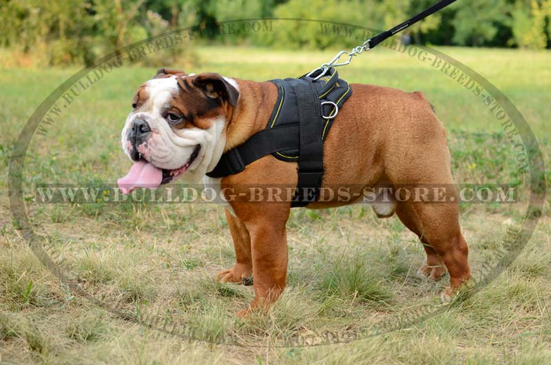 Get Lightweight Pulling Nylon Dog Harness | Bulldog Walking