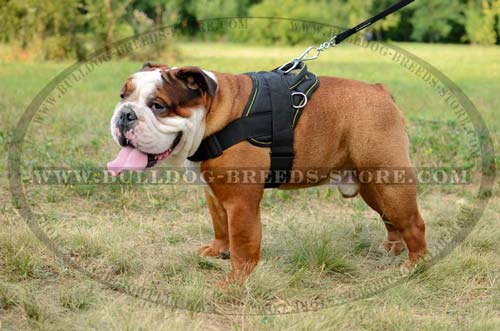 Walking Nylon English Bulldog Harness