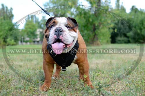 Training Padded Leather Dog Harness for English Bulldog