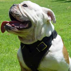 Daily Walking Leather Bulldog Harness Padded with Felt