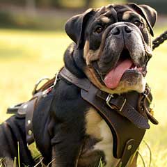 Safe Walking Leather Bulldog Harness