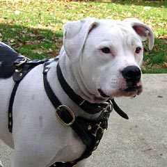 Adjustable Walking Leather Bulldog Harness