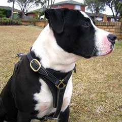 High Quality Training Leather Dog Harness for Bulldog