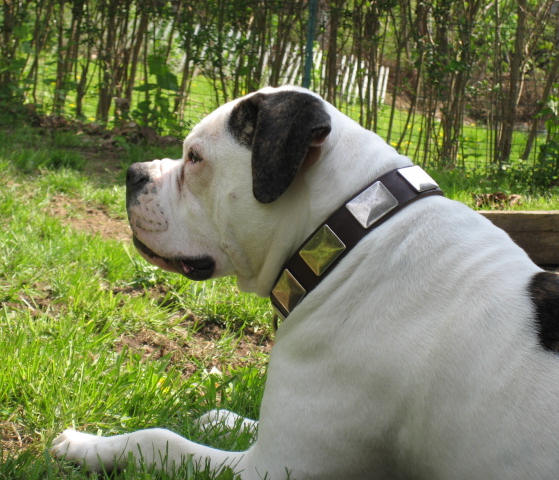 Leather Collar With Vintage Massive Plates for Alapaha Bulldog