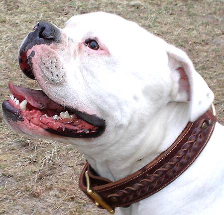 leather bulldog collar