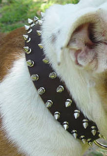 Leather Spiked Dog Collar for Australian Bulldogs